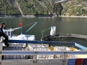 Gümüşhane’de Alabalık Ve Somon Hasadı Başladı