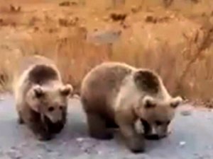 Nemrut Ziyaretçilerine Kardeş Boz Ayılardan Karşılama