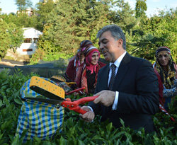 Cumhurbaşkanı Abdullah Gül'ün Çay Topladığı Fotoğraf Ödül Kazandırdı