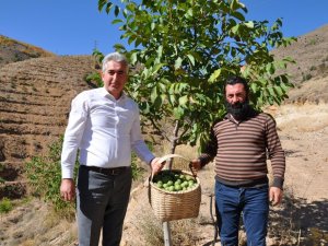 Gümüşhane’de Ceviz Üretimi Yüzde 25 Arttı