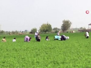 Savaşın Gölgesinde Havuç Hasadı