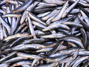 Palamuda ‘Elveda’, Hamsiye ‘Merhaba’