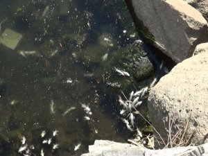 Dicle Nehri’nde Tehlikeli Görüntü, Telef Olan Balıklar Kıyıya Vurdu