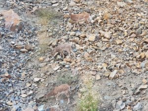 Artvin’de Dağ Keçileri Görüntülendi