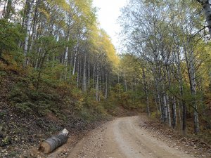 Tunceli’de Sonbahar Güzelliği Renk Cümbüşü Sunuyor