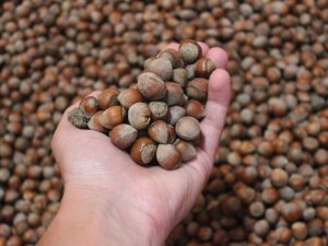 Giresun’da 26 Liraya Kadar Çıkan Fındık Fiyatlarında Düşüş Yaşanıyor