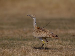 7 Yıl Sonra Türkiye’de Görülen Yakalı Toy Tekrar Doğaya Bırakıldı