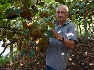 Kivi Üreticileri Hasada Hazırlanıyor
