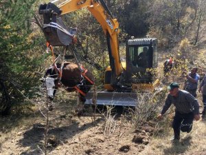 Doğumu Yaklaşan İneği 2 Günlük Operasyonla Kurtardılar
