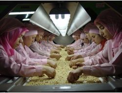 2 Bin 382 Ton İç Fındık İhraç Edildi