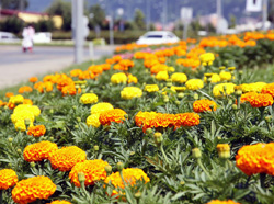 Rize Çiçek Açacak