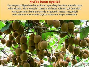 Kivi Üreticilerine Hasat Uyarısı