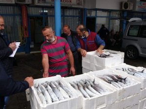 Büyük Tekneler Hamsi İçin Hopa Açıklarına Gidince Palamut Kıyı Balıkçılarına Kaldı