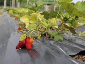 Giresun’da Çilek Üretimi Yüz Güldürdü