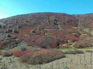 Ordu’nun Yaylalarından Kartpostallık Görüntüler
