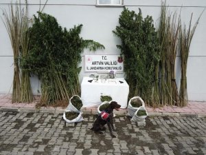 Uyuşturucu Köpeği “Sakıt” Suçlulara Göz Açtırmıyor