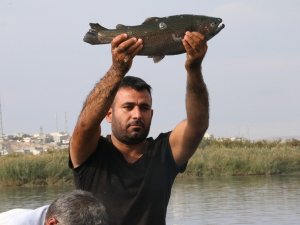 Fırat Somonu Norveç’e Rakip