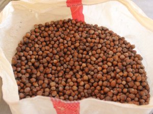 Fındık Üreticilerine Dekar Başına 191 Tl Ödeme Yapılacak