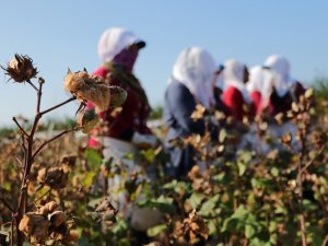 Adana’da Renkli Pamuk Hasadı