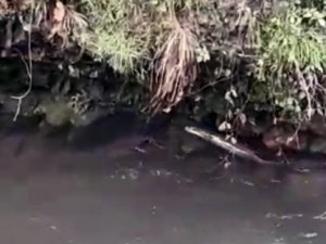 Nesli Tükenmekte Olan Su Samuru Giresun’un Çanakçı Deresi’nde Görüldü