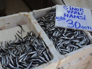 Sinop’ta Yerli Hamsi Yüzünü Gösterdi