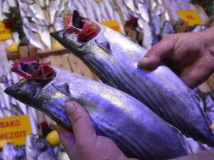 Palamut Azaldı, Fiyatı Arttı
