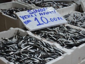 Sinop’ta Yerli Hamsi 10 Tl’ye Düştü