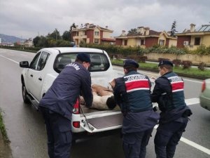 Yaralı Halde Bulunan Köpek Koruma Altına Alındı