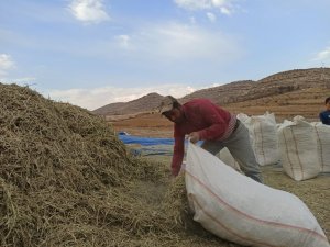 Siirt’te Fıstık Atığı Birçok Ailenin Geçim Kaynağı Oldu