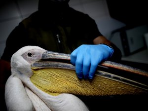 Böyle Vahşet Görülmedi...avcıların Vurduğu Yaralı Pelikan Tedavi Altına Alındı