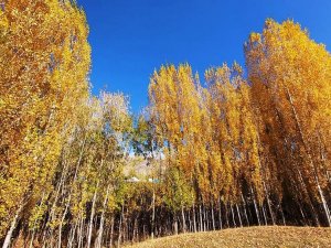 Bitlis’te Sonbahar Güzelliği Göz Kamaştırdı