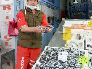 Fatsa’da Yerli Hamsi 10 Tl
