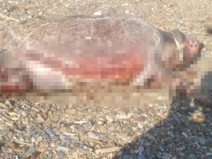 Caratte Caretta Boynunda İple Sahile Vurdu