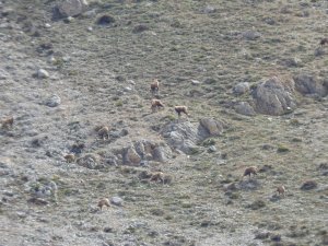 Erzincan’da, Sürü Halindeki Şamualar Görüntülendi