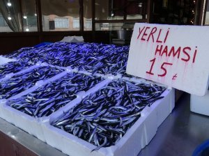 Hamsi Gel Gitleri Yaşıyor