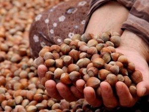 Giresun’da Fındık Fiyatları 24 Liraya Düştü