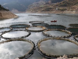 Denizi Olmayan Gümüşhane’den Somon İhraç Ediliyor