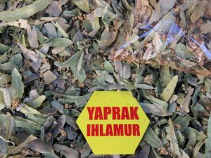 Ihlamur Fiyatları Altınla Yarışıyor, Vatandaş Gramla Alıyor