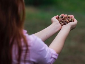 Ilo-ferrero Ortaklığı Türkiye’de Fındık Hasadında Çocuk İşçiliğini Ortadan Kaldırmayı Hedefliyor