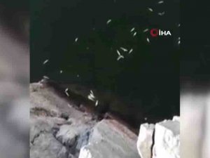 Nallıhan’da Toplu Balık Ölümleri Dikkat Çekti