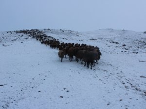 Kar Yağışı, Hayvanlarını Otlatan Çobanlara Zor Anlar Yaşattı