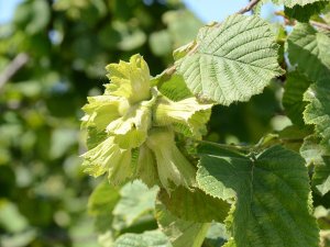 Fındık Fiyatlarında ’Manipülasyon’ Şüphesi