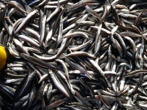 Karadeniz Hamsisine Yoğun İlgi