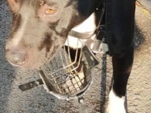 American Terrier Cinsi Köpeği Gezdiren Şahsa 9 Bin 563 Tl Para Cezası Kesildi