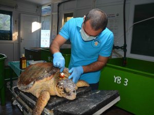 Zıpkınla Vurulan Deniz Kaplumbağası Tedavi Altına Alındı