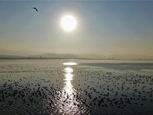 Kuşların Akınına Uğrayan İzmit Körfezi’nde Sonbaharda Kartpostallık Görüntüler
