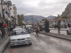 Amasya’da Sahibinden Kaçan Boğa Trafiği Birbirine Kattı