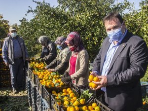 Maskeli, Mesafeli Mandalina Hasadı Başladı