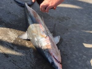 Akyaka Sahilde Ölü Köpekbalığı Bulundu