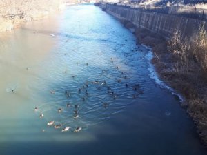 Yaban Ördekleri Çoruh Nehri’ni Mesken Tuttu